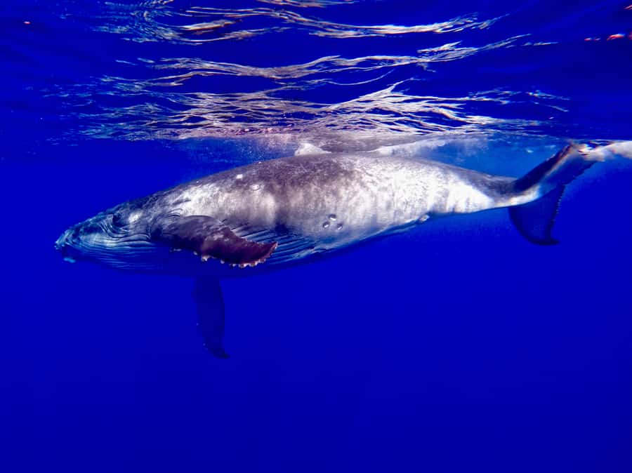 Oahu: Whale Watching Cruise Whales Guaranteed - 90 minutes that actually feel timed: Waikiki segment to Diamond Head segment