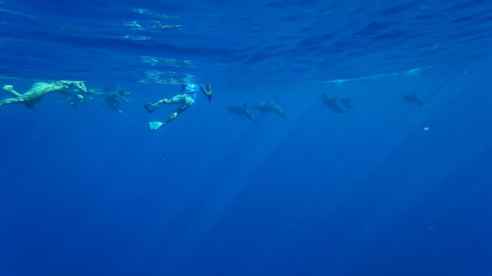 Oahu: Wild Dolphins Swim Turtle Snorkel Tour & Waterslide - Key things to know before you go