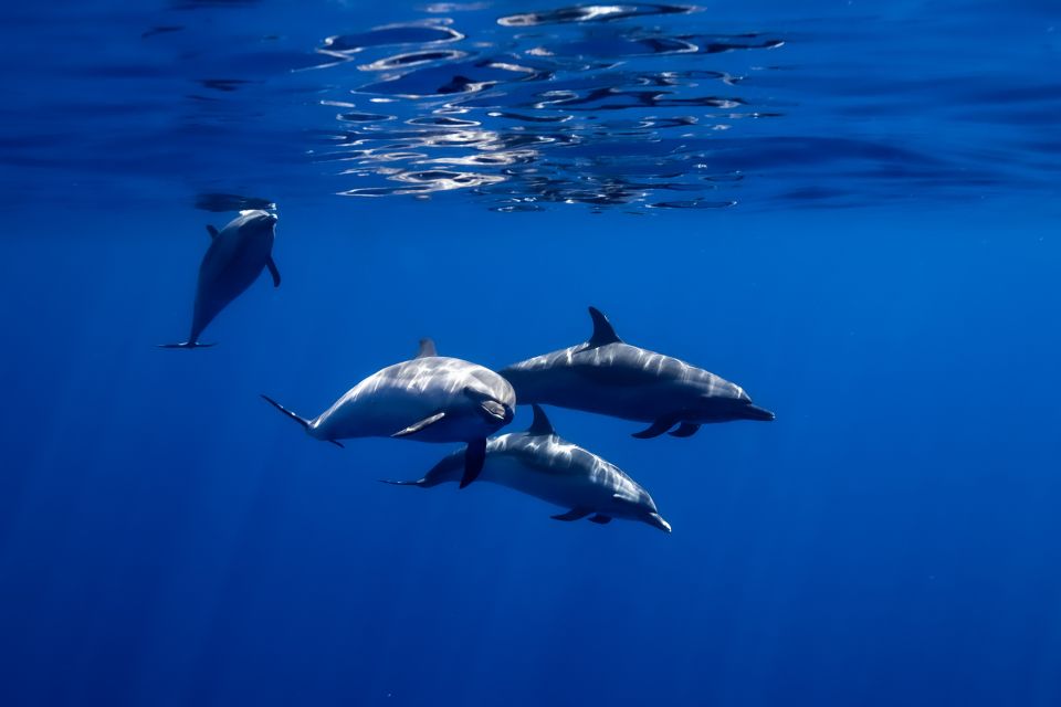 Oahu: Wild Dolphins Swim Turtle Snorkel Tour & Waterslide - Safety, photos, and one extra thing to double-check