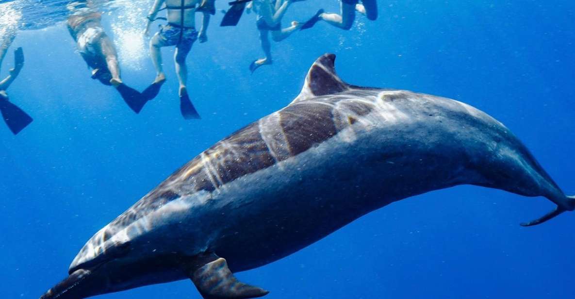 Oahu: Wild Dolphins Swim Turtle Snorkel Tour & Waterslide - Oahu from the water: Waianae coastline on a half-day cruise