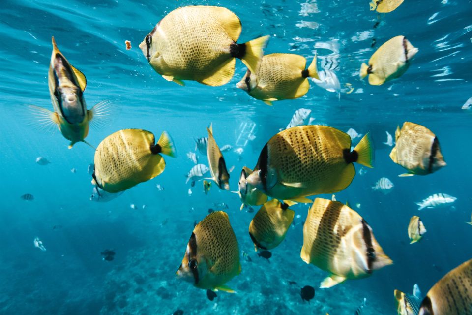 Oahu: Wild Dolphins Swim Turtle Snorkel Tour & Waterslide - Makaha snorkel time: green sea turtles and reef fish habitat