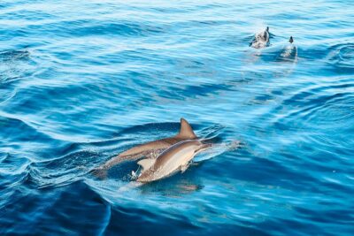 Oahu: Wild Dolphins Swim Turtle Snorkel Tour & Waterslide - Wild dolphin swims: what the fast-paced portion is really like