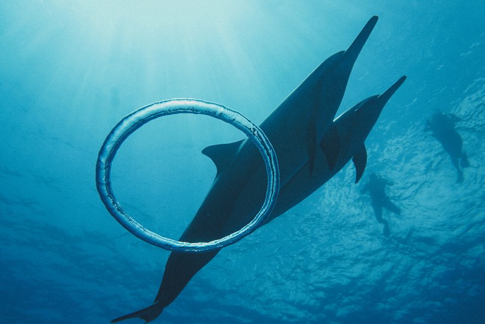 Oahu: Wild Dolphins Swim Turtle Snorkel Tour & Waterslide - Price and value: is $199 worth it?