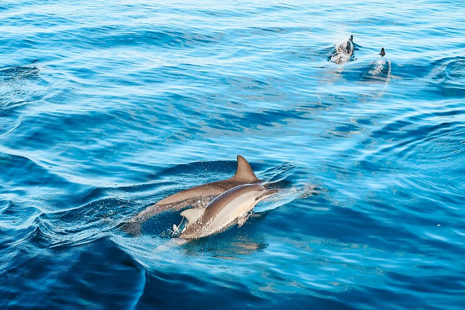 Oahu: Wild Dolphins Swim Turtle Snorkel Tour & Waterslide - Wild dolphin swims: what the fast-paced portion is really like