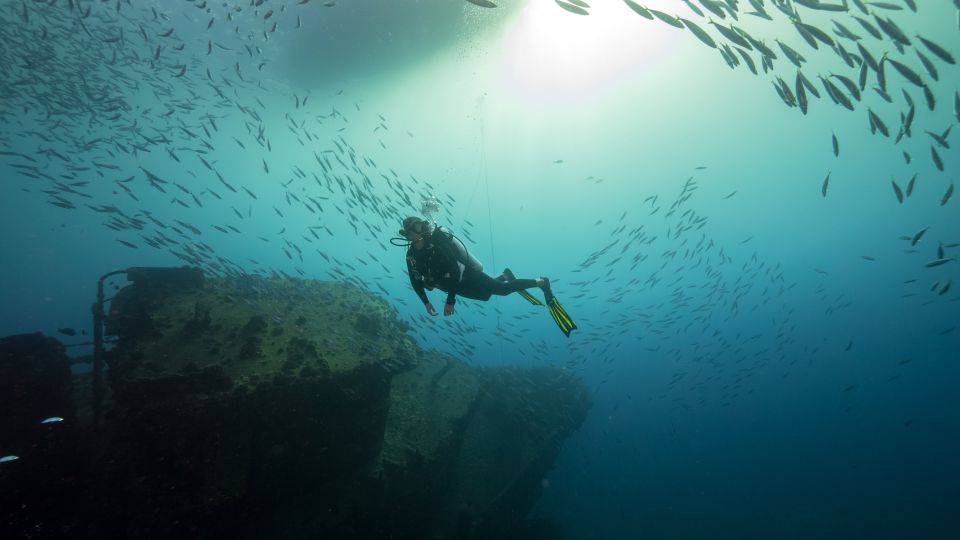 Oahu: Wreck & Reef Scuba Dive for Certified Divers - Marine life chances: what you can realistically expect
