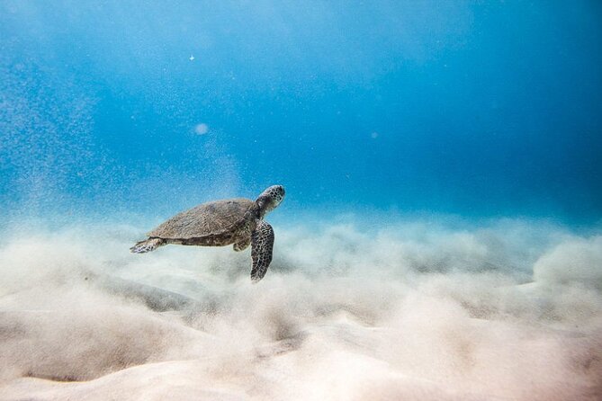 Oahu's Cheapest Circle Island Tour - Puaʻena Point Beach Park Snorkeling: Sea Turtles, Clear Water, and Optional Gear