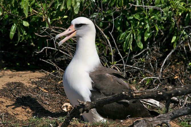 Off-Road Adventure Tour on Oahu's North Shore - Wildlife Viewing: Turtles, Monk Seals, and Baby Birds Up Close