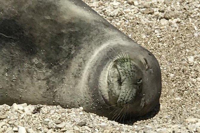 Off-Road Adventure Tour on Oahu's North Shore - Whales Off Oahu: How the Whale Season Perk Fits In
