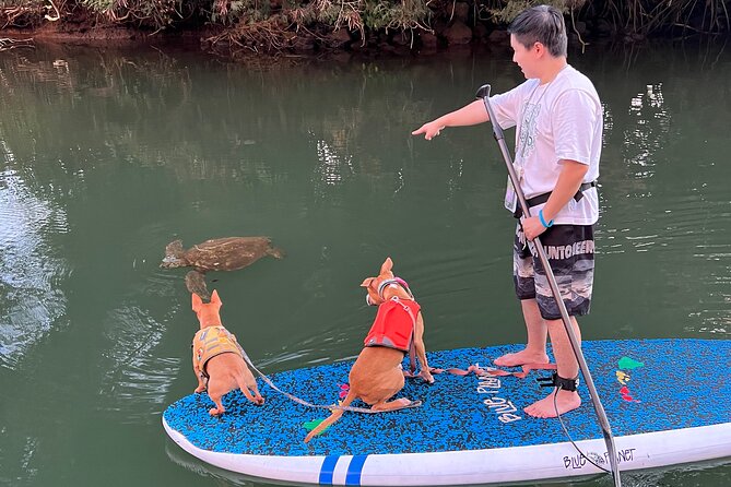 Paddle Board North Shore with Rescue Dogs - Photos, videos, and the rare feeling of being cared for