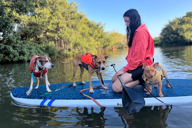 Paddle Board North Shore with Rescue Dogs - Price and value: $150 for a private dog-and-river session