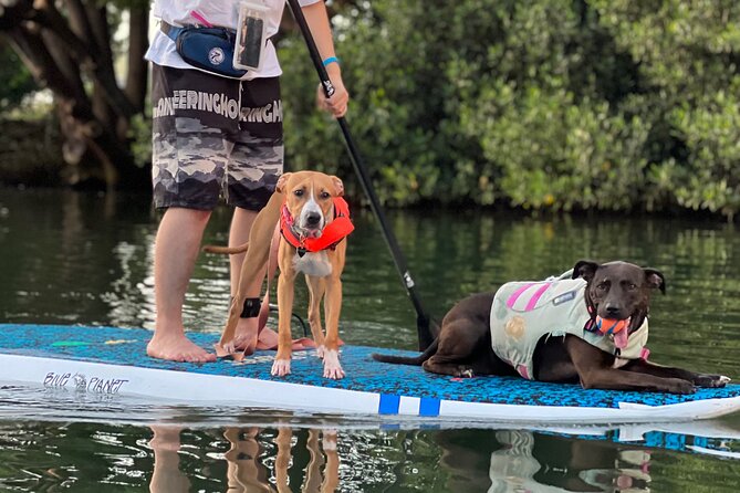 Paddle Board North Shore with Rescue Dogs - Who should book this SUP with rescue dogs