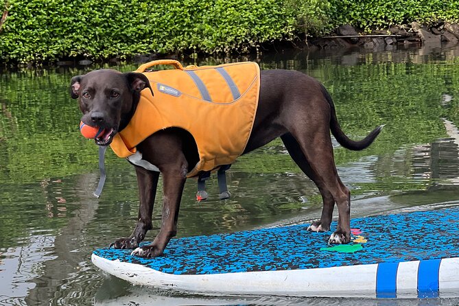 Paddle Board North Shore with Rescue Dogs - Should you book Paddle Board North Shore with Rescue Dogs?