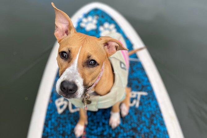 Paddle Board North Shore with Rescue Dogs - Phoenix, Sandy, Dobby, Yuki, and the guide team in plain view