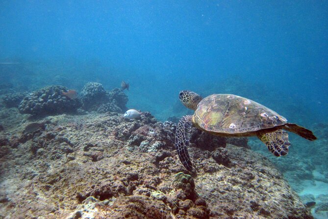 Private 5Hrs Island Tour with 2Hrs Sail and Snorkel with Turtles - Pickup, Private Group Size, and Getting Started Smoothly