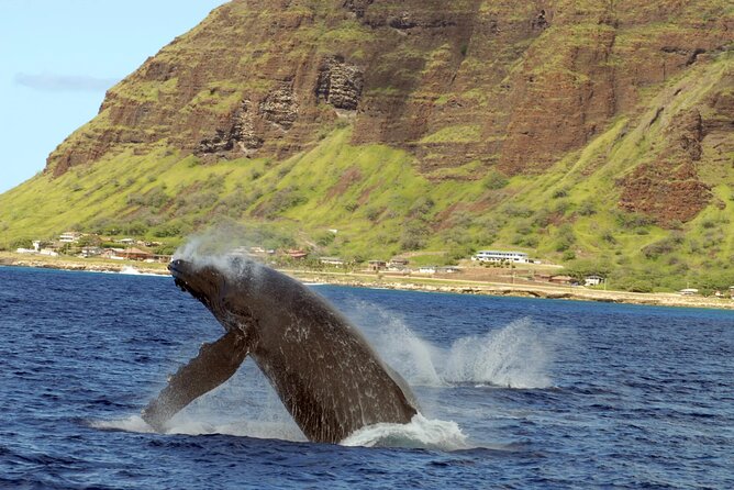 Private and Luxurious Sunset Cruise with Whale & Dolphin Watch - Dolphin and whale watching: what to expect and how to spot them