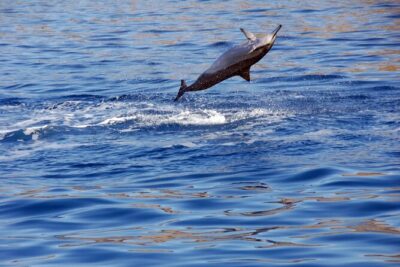 Private and Luxurious Sunset Cruise with Whale & Dolphin Watch - Stop 1: Ko Olina snorkeling in clear waters with reef-life