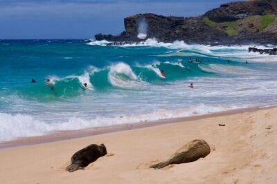Private Circle Island Tour-Oahu-Customizable - Sandy Beach, Makapuʻu, and whale-season chances