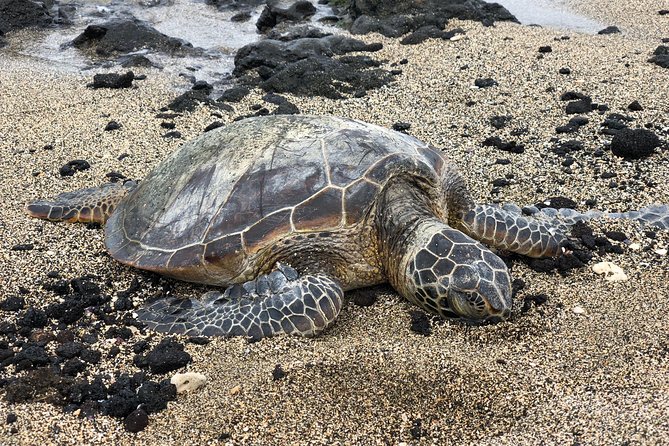 Private Circle Island Tour we build your dream Itinerary - Shark’s Cove Snorkeling and Sunset Beach: Water Time, Then the Real Aloha Moment