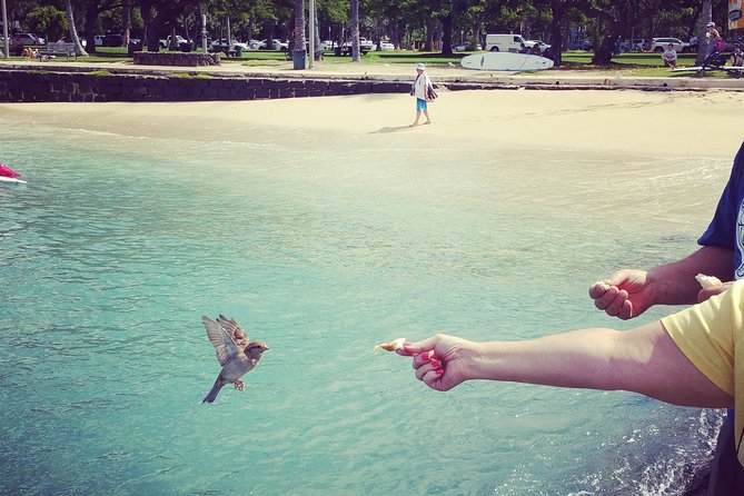 Private Dole,Garlic Shrimp,Haleiwa,North Shore Customizable tour - Price and who it’s best for at $462.60 per group