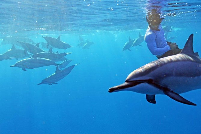 Private Dolphin Swim with Slide for up to 15 Passengers - Key Highlights You’ll Feel in Real Life
