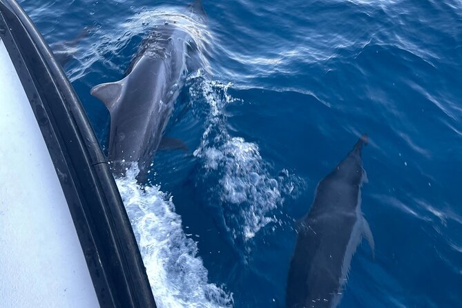 Private Fishing Charter for Family and Friends in Honolulu - Wildlife Watch: Whales, Dolphins, and Green Sea Turtles