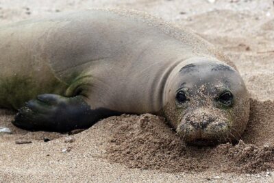 Private Fond Farewell Oahu Last Day Tour - Hanauma Bay Nature Preserve: Optional, Short, and Ticket Notes to Confirm