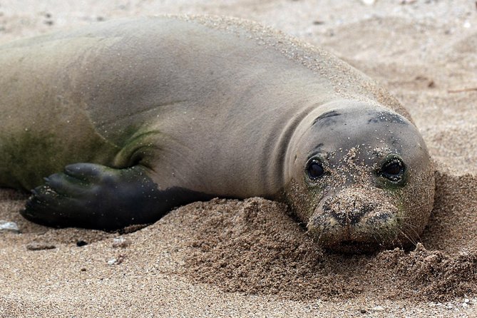 Private Fond Farewell Oahu Last Day Tour - Hanauma Bay Nature Preserve: Optional, Short, and Ticket Notes to Confirm