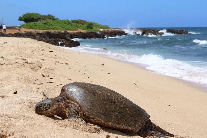 Private Group Surf Lesson - Who this private North Shore lesson is best for