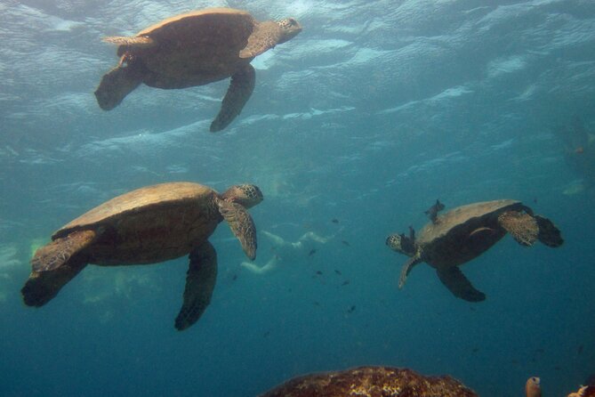 Private Sea’fari Expedition • 8 Guests Included (Expandable) - The Hale Kai boat experience: comfort you’ll actually use