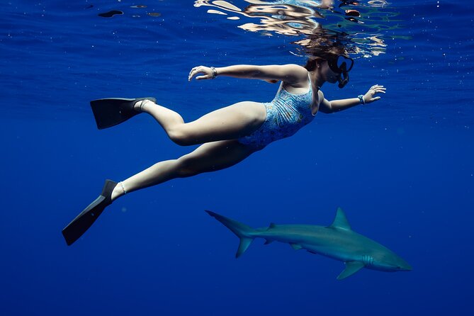 Private Shark Dive, Oahu, Hawaii (6 Guest) - What You’re Really Buying: A Private Shark Encounter, Not a Crowd Scene