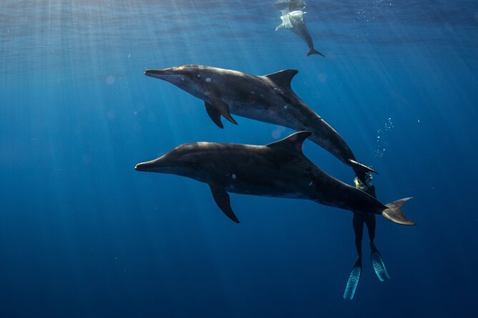 Private Shark Dive, Oahu, Hawaii (6 Guest) - Guaranteed Sharks, Plus the Other Ocean Stuff