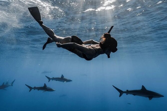 Private Shark Dive, Oahu, Hawaii (6 Guest) - The Route Stop Linked to Hale Koa Luau