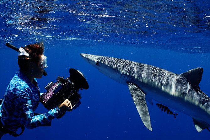 Private Shark Dive, Oahu, Hawaii (6 Guest) - Price and Value: $753.99 for Up to 6 Guests
