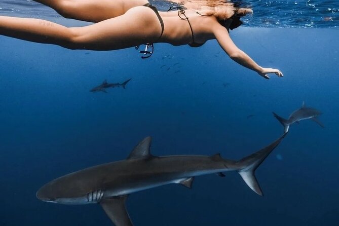 Private Shark Dive, Oahu, Hawaii (6 Guest) - Timing, Weather, and Why This Trip Is Ocean-Dependent