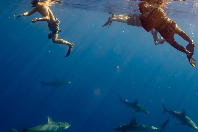 Private Shark Dive, Oahu, Hawaii (6 Guest) - Accessibility and Who Can Join
