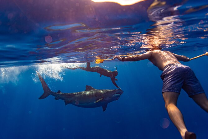 Private Shark Dive, Oahu, Hawaii (6 Guest) - Meeting at Haleiwa: How the Start and End Feel