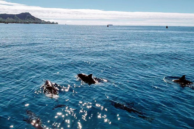 Private Snorkeling and Wildlife on The Adventure Boat - Wildlife spotting: how the crew finds turtles, dolphins, whales, and more