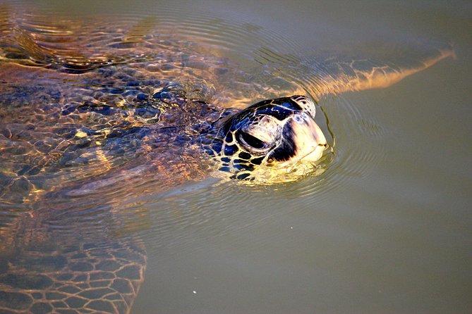Private Stand up Paddle Lesson and Tour (for 1 or more paddlers) - Your guide matters: certified lifeguards and a relaxed teaching style