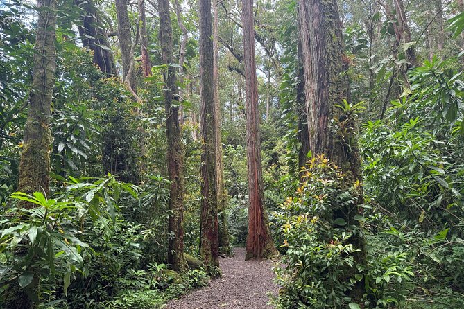 PRIVATE TOUR-Hike Diamond Head & Hawaiian Waterfall - Who should book this private morning hike (and who should think twice)