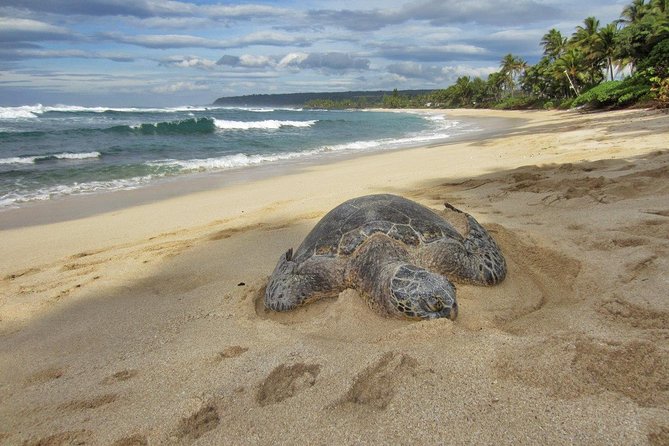 Private Tour of Oahu for 6 to 11 people - up to 8 hours - What the Grand Circle Day Can Include on Oahu
