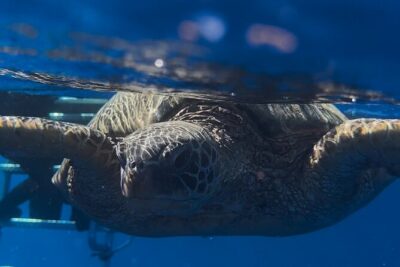 Private Turtle Snorkel & Cruise Waikiki - Where You Snorkel: Turtle Canyon, Shallow Shipwrecks, and How Ocean Conditions Change Everything