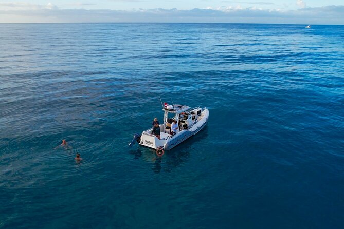 Private Turtle Snorkel & Cruise Waikiki - The Wildlife You Might See: Beyond Turtles