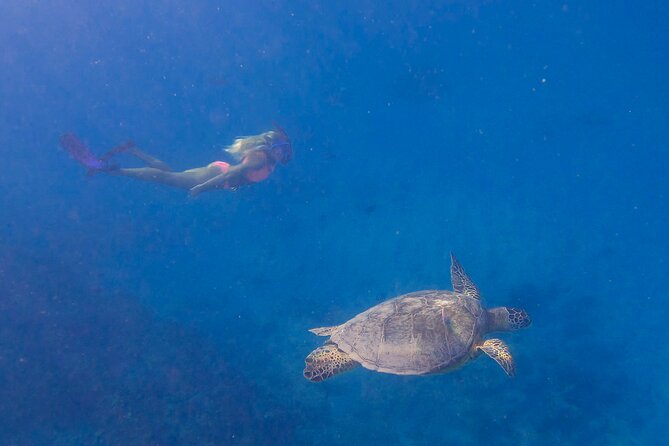 Private Turtle Snorkel & Cruise Waikiki - What’s Included (and What You Should Bring)