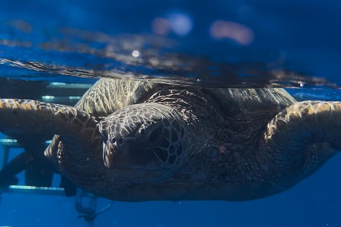 Private Turtle Snorkel & Cruise Waikiki - Where You Snorkel: Turtle Canyon, Shallow Shipwrecks, and How Ocean Conditions Change Everything