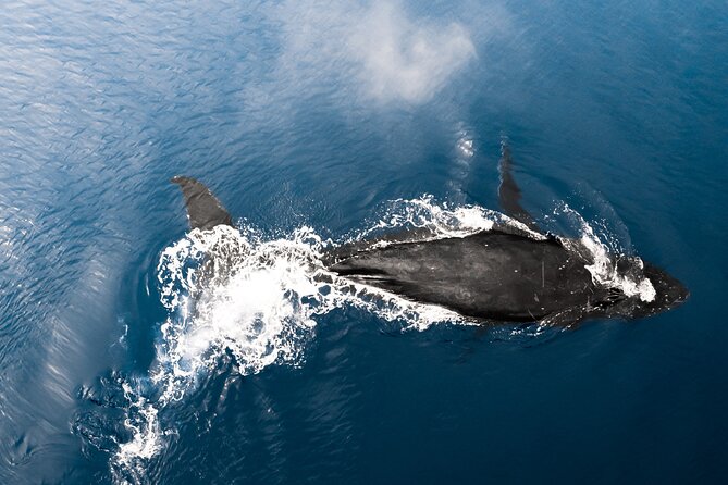 Private Whale Watching Activity: 6 passengers max - Know the Season: December to April in Oahu Whale Time