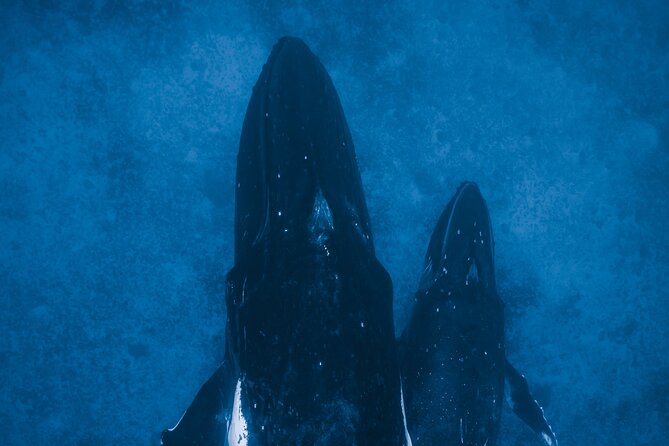 Private Whale Watching Activity: 6 passengers max - Learning on the Water: Waikiki Facts and Marine-Life Respect