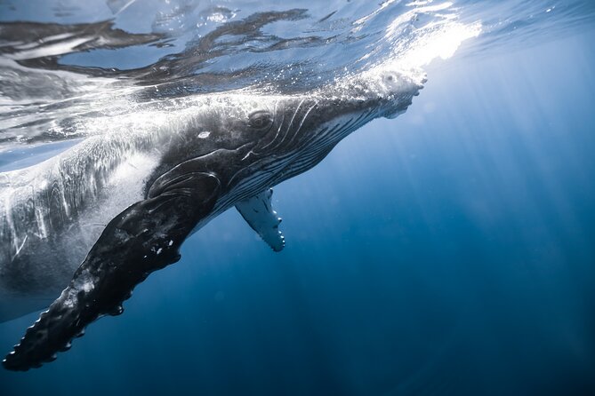 Private Whale Watching Activity: 6 passengers max - Cost, What’s Included, and When It’s Worth the $500