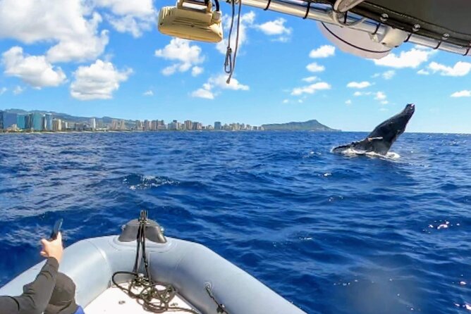 Private Whale Watching Adventure - The boat ride: a private zodiac-style experience that’s built for wildlife