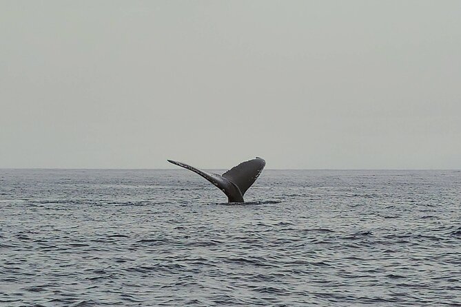 Private Whale Watching Adventure - Beyond humpbacks: dolphins, turtles, and even a monk seal