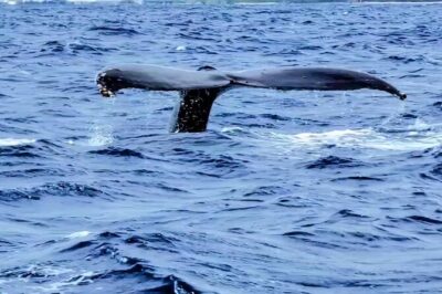 Private Whale Watching Adventure - The whale search itself: what you’re really booking